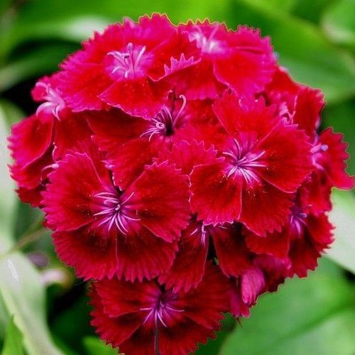 Arzuman Hüsnüyusuf (Dıanthus Barbatus) 100 Adet