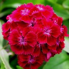 Arzuman Hüsnüyusuf (Dıanthus Barbatus) 100 Adet