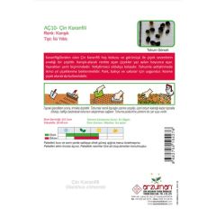 Arzuman Çin Karanfili (Dianthus Chinensis) Çiçek Tohumu 100 Adet