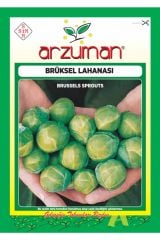 Arzuman Brüksel Lahanası Tohumu