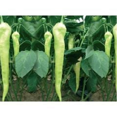 Biber Yalova Çarliston Tohumu (10 Gr)
