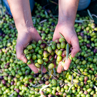 Zeytin Hasadı