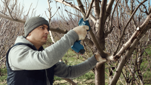 BOSCH PRO PRUNER Akülü Şarjlı Budama Makası (Akü - Şarj Aleti Hariç)