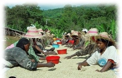 Etiyopya Kahvesi Hakkında Kısa Bilgiler