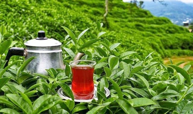 Türk Çayının Büyüleyici Dünyası: Keyifli Bir Demleme