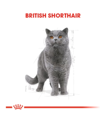 Royal Canin British Shorthair Yetişkin Kedi Maması 10 Kg
