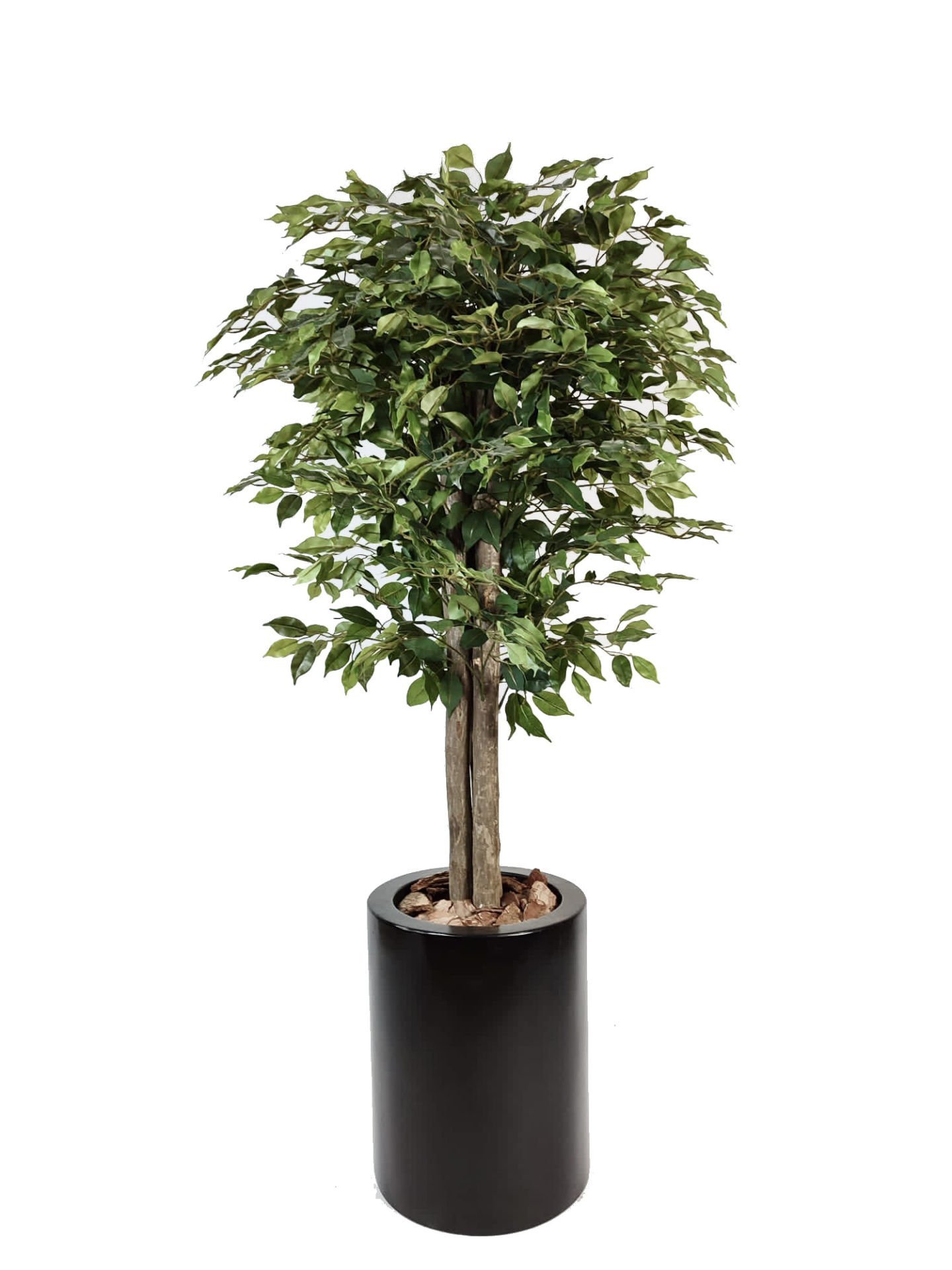 Yapay Ağaç - Ficus Benjamin - 180cm