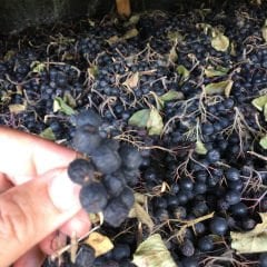 Aronya kurusu – Dried Aronia -  1 kg