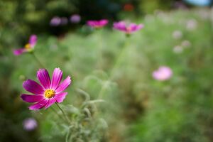 Samyang 21mm f1.4 ED AS UMC CS Lens (Sony E Uyumlu)