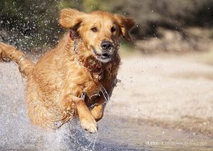 Sony E 55-210mm f4.5-6.3 OSS Lens (SEL55210)