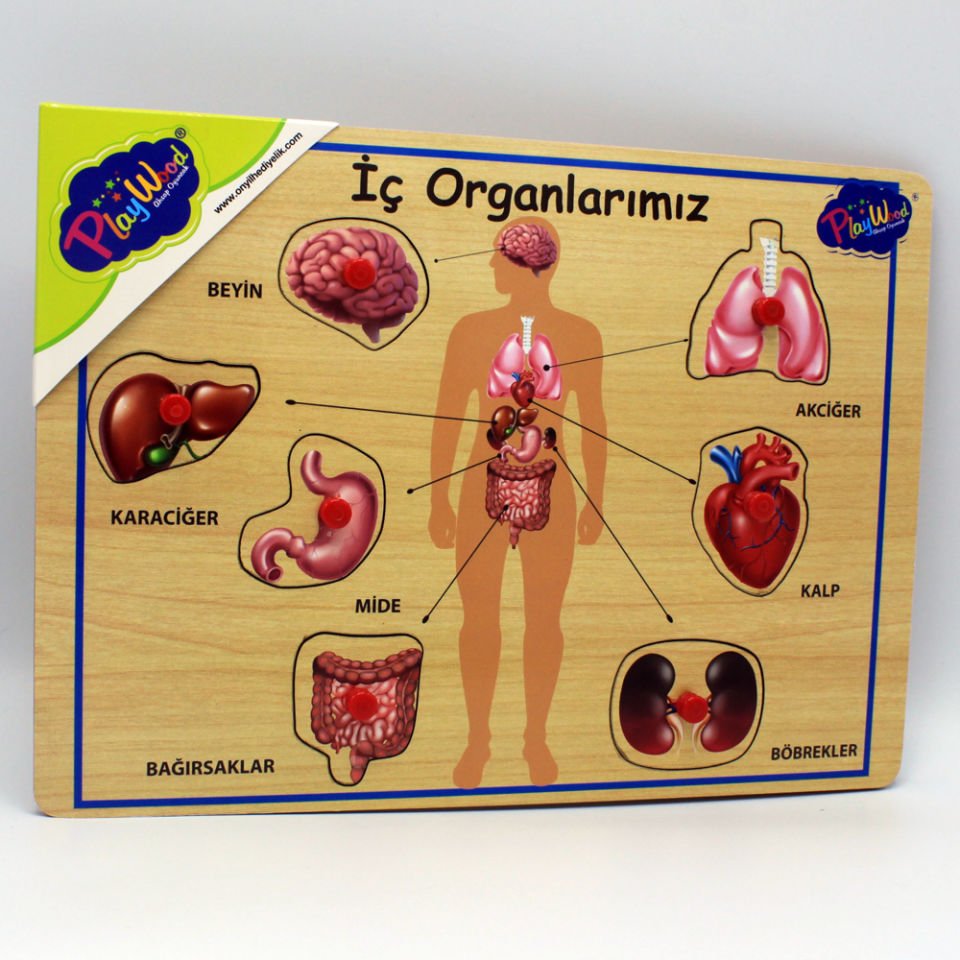 Play Wood Ahşap Tutmalı Organlar