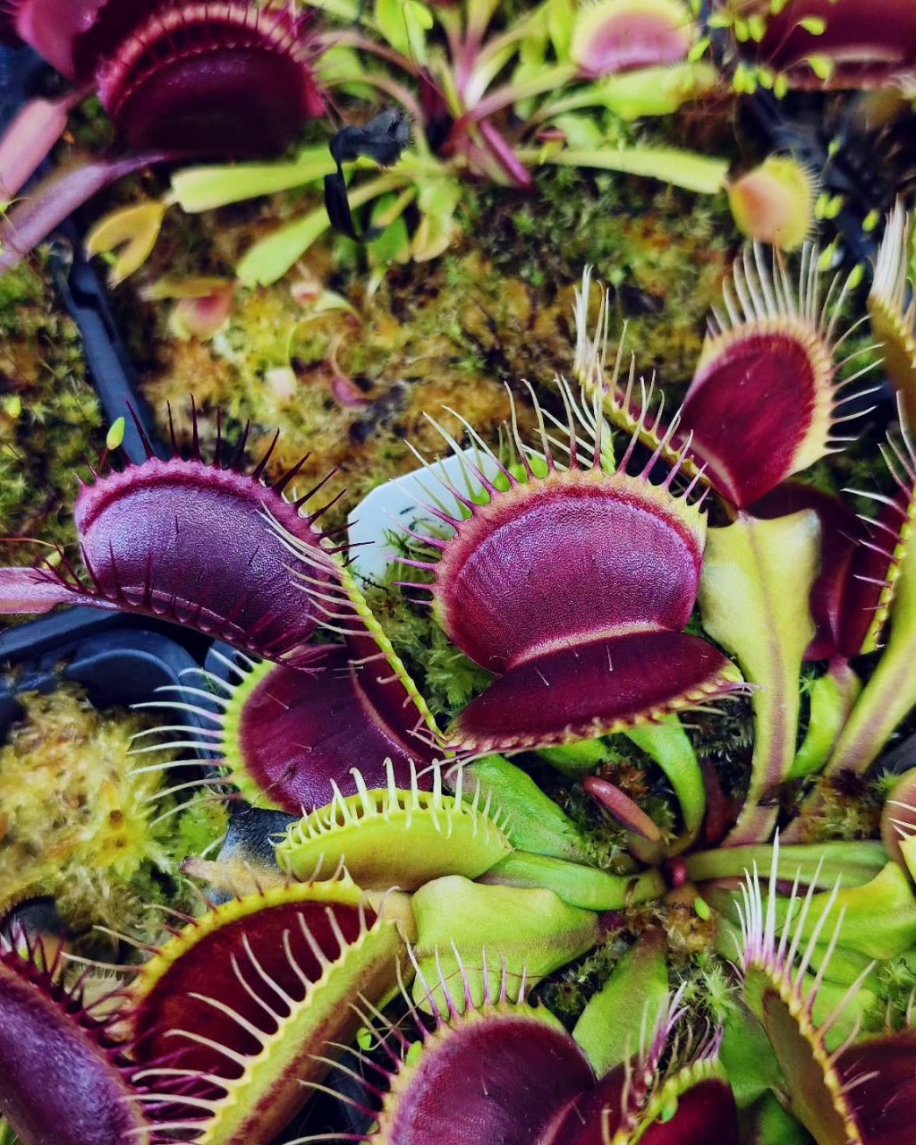 Dionaea muscipula Bakımı