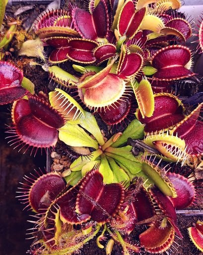 Dionaea Muscipula