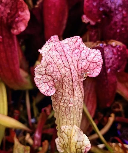 Sarracenia