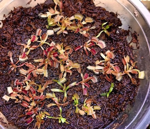 Dionaea Tohum Yetiştirme Kitleri