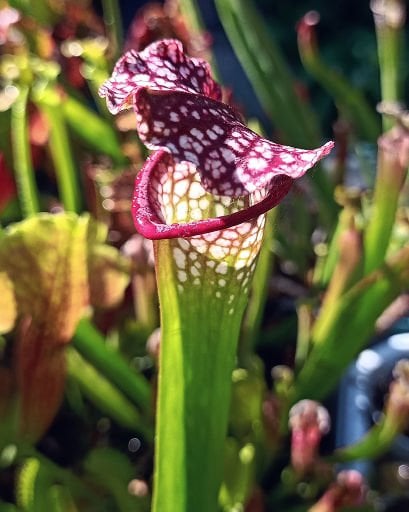 Sarracenia Tohum Yetiştirme Kitleri