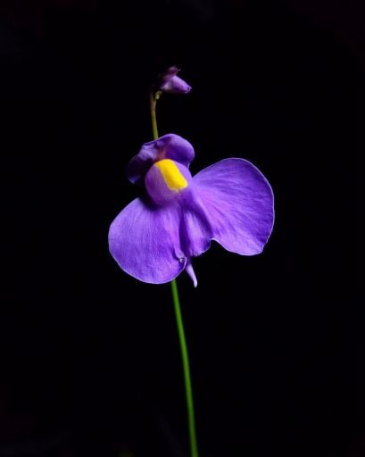 Utricularia