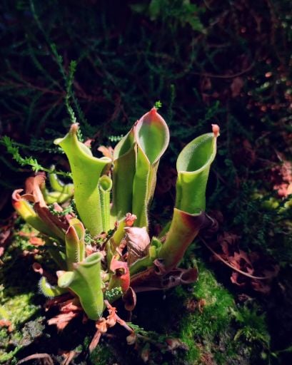 Heliamphora 