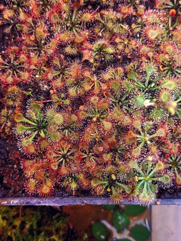 Drosera lovellae