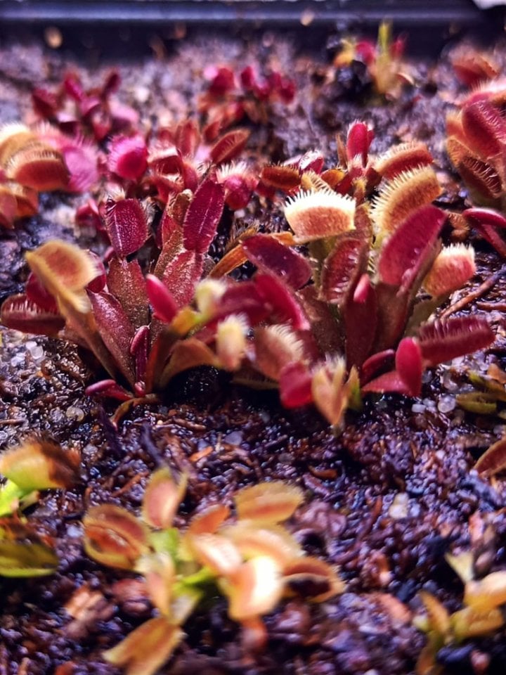 Dionaea Muscipula ''Akai Ryu''