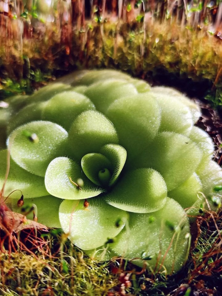 Pinguicula Tina