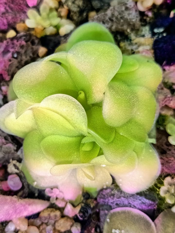 Pinguicula Tina