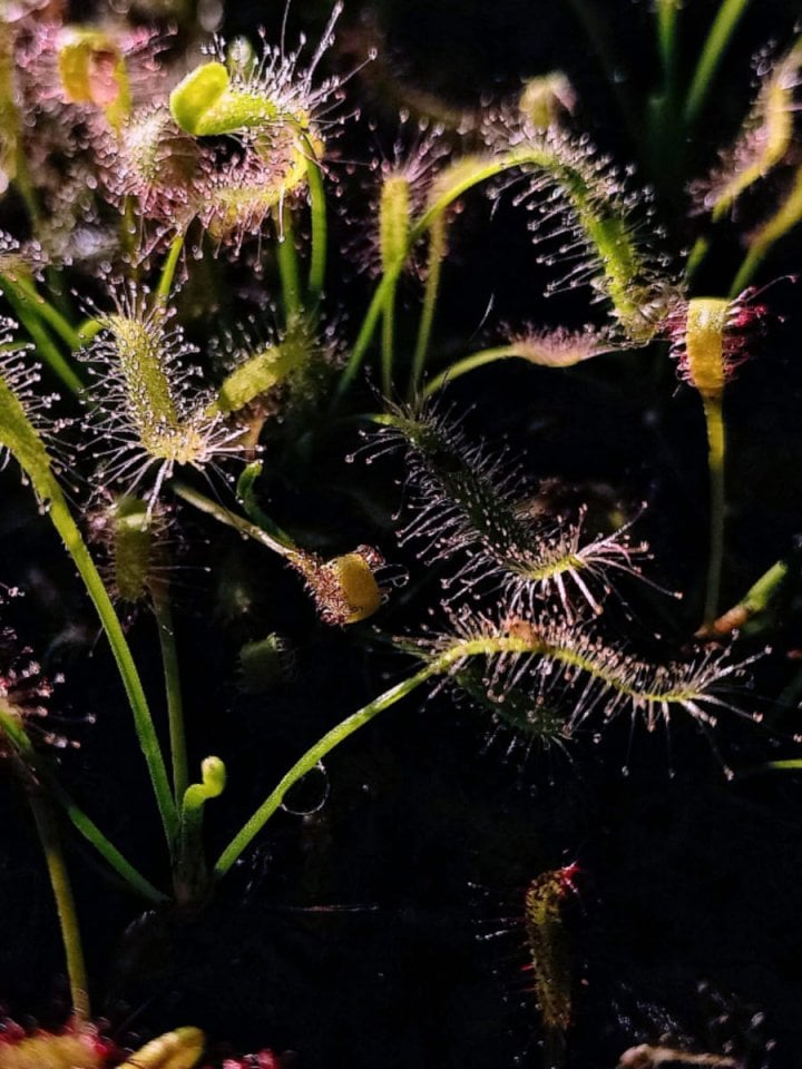 Drosera Capensis