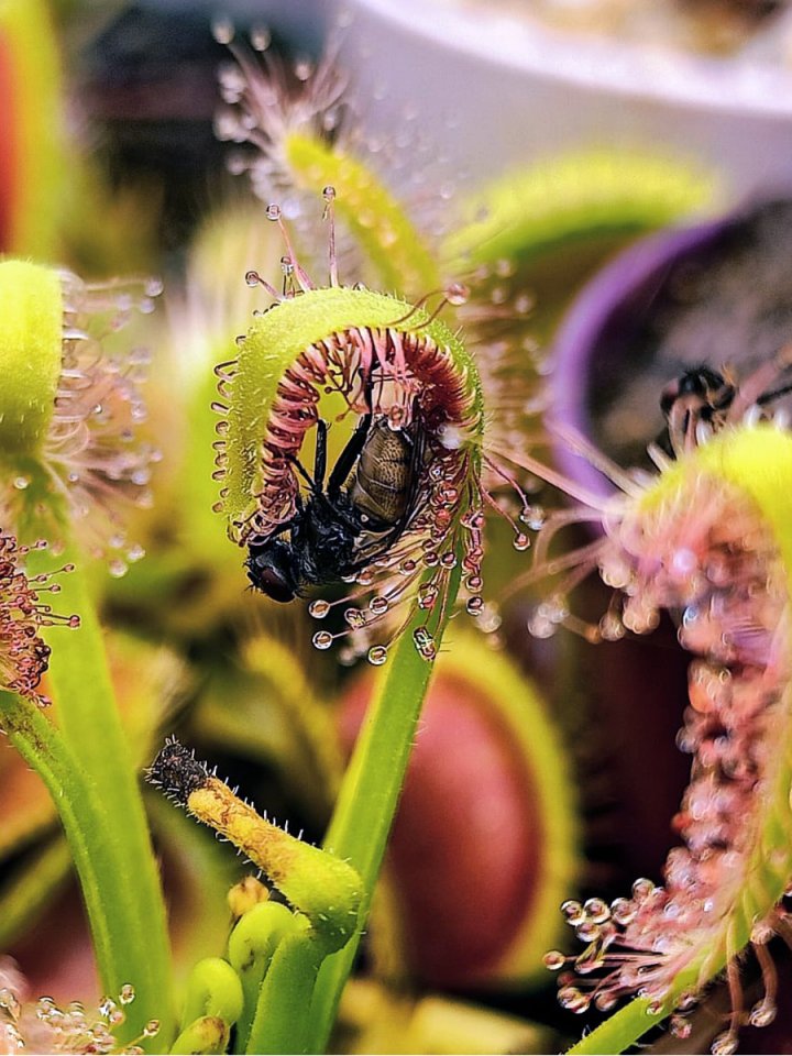 Drosera Capensis