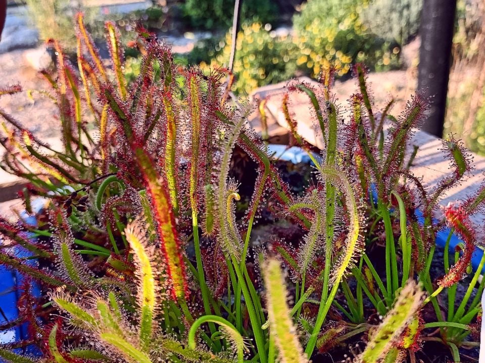 Drosera Capensis