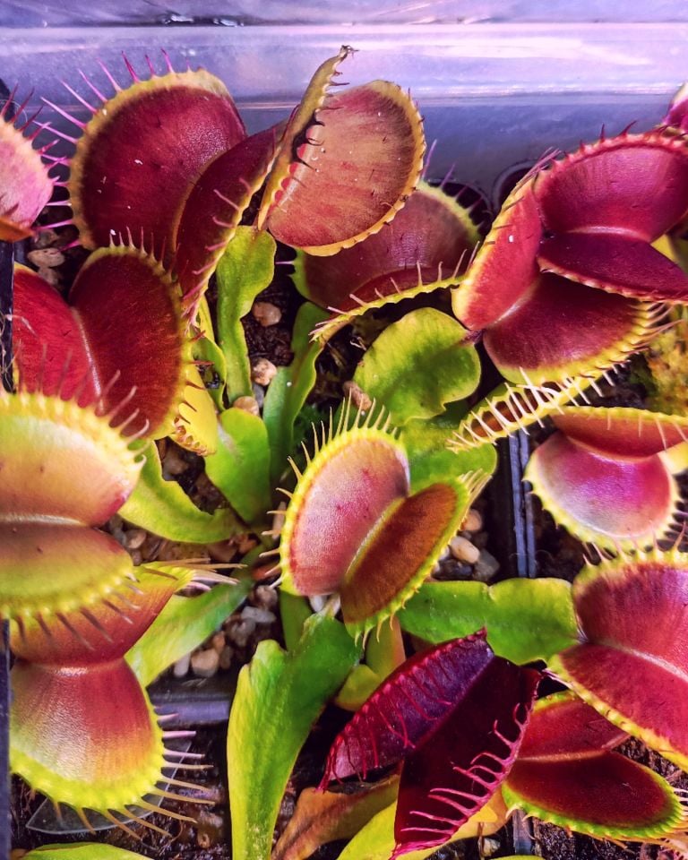 Dionaea Muscipula ''B52''