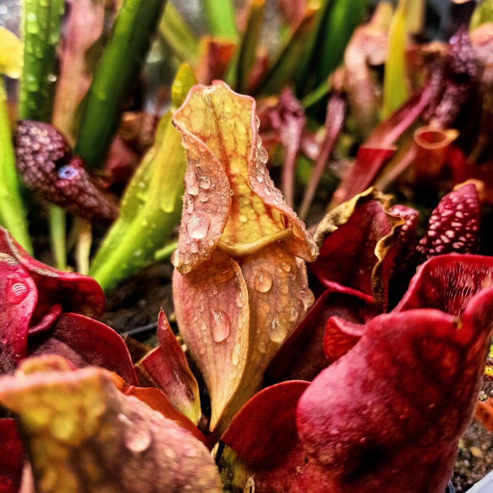 Sarracenia purpurea ''venosa''