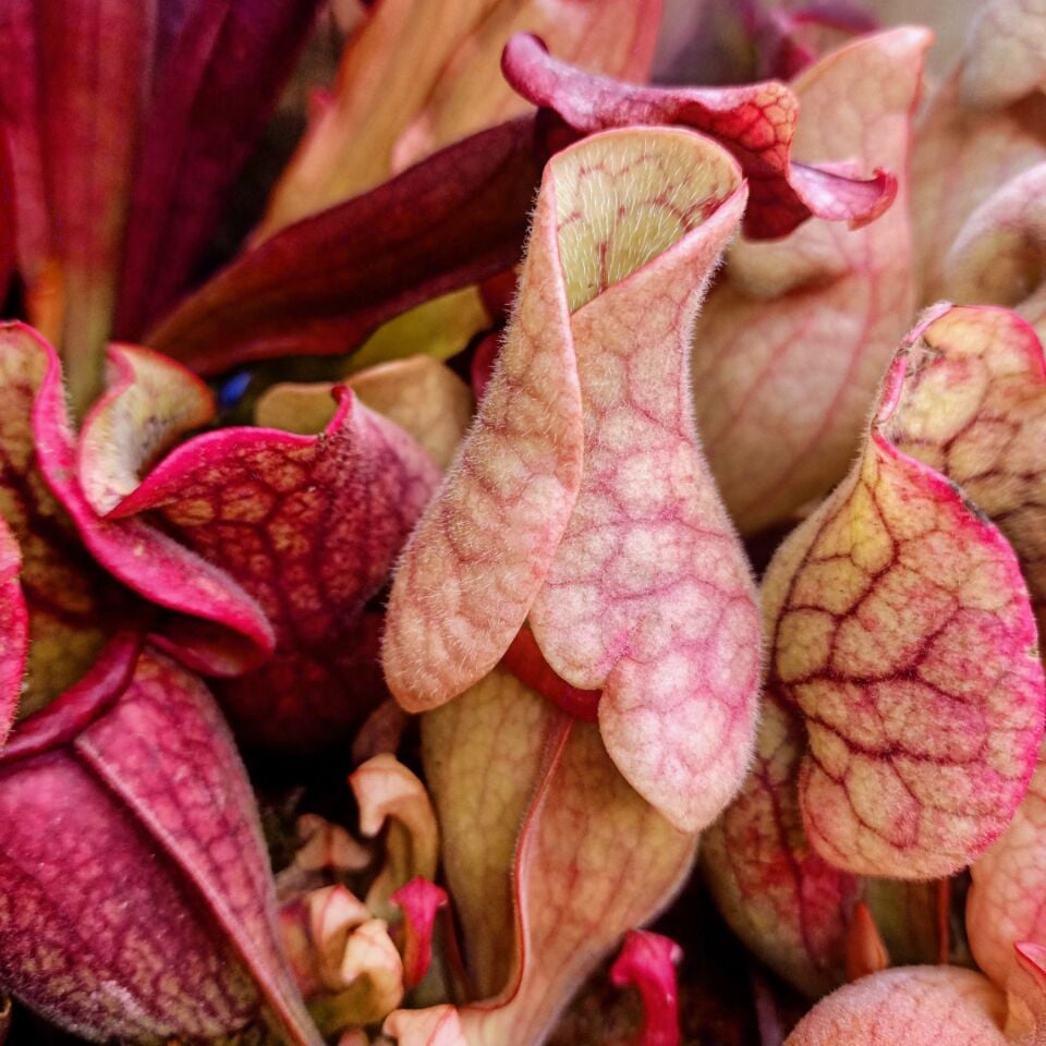 Sarracenia purpurea ''venosa''