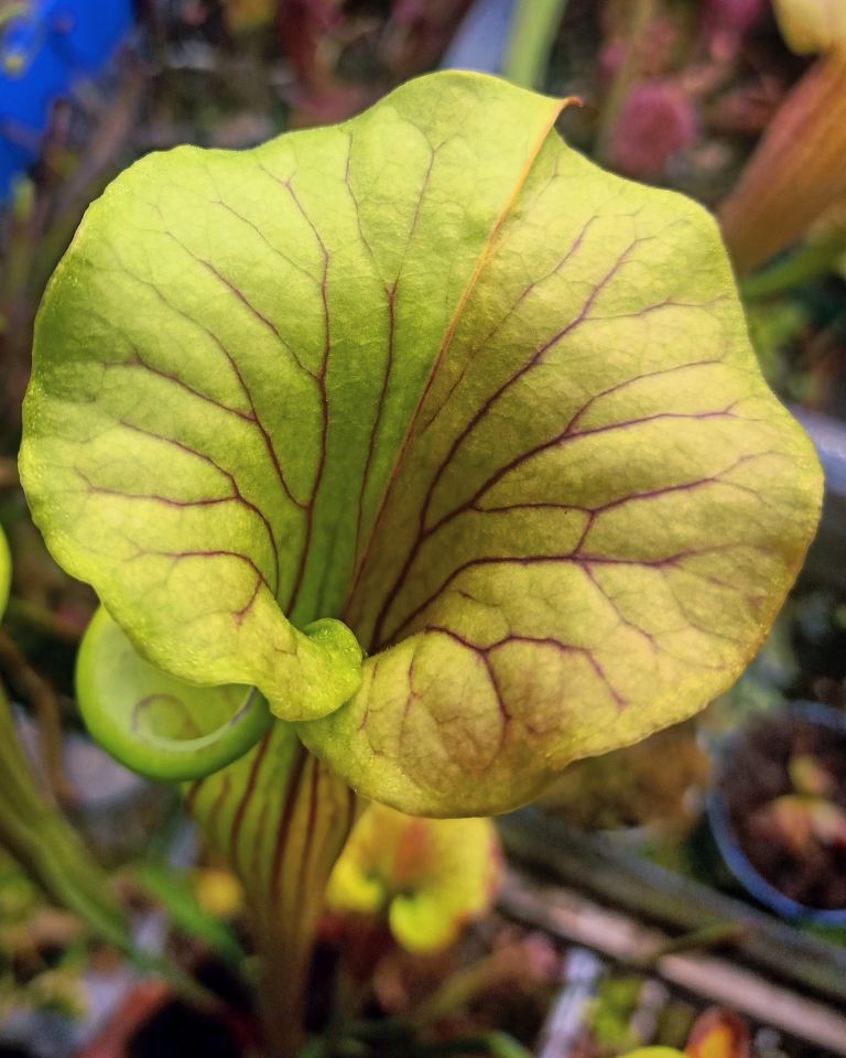 Sarracenia flava ''cuprea''