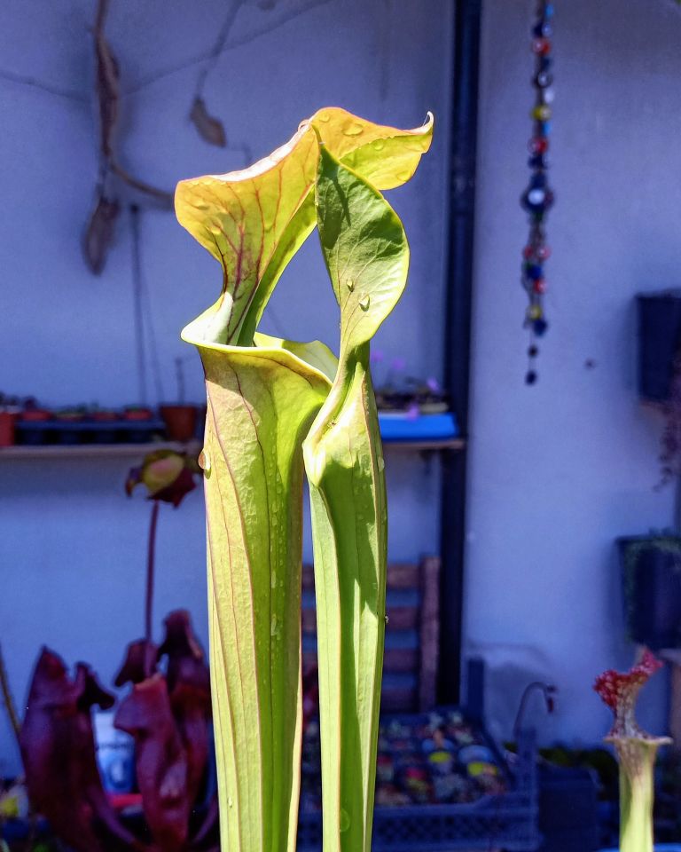 Sarracenia flava ''cuprea''