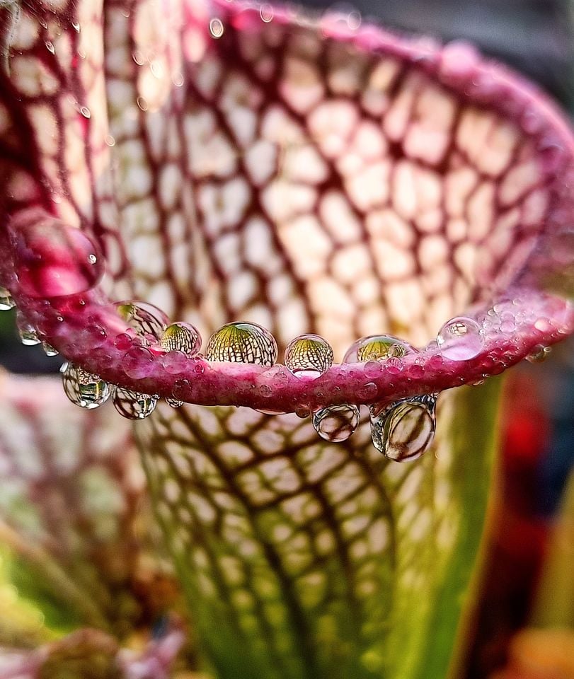 Sarracenia leucophylla pink form