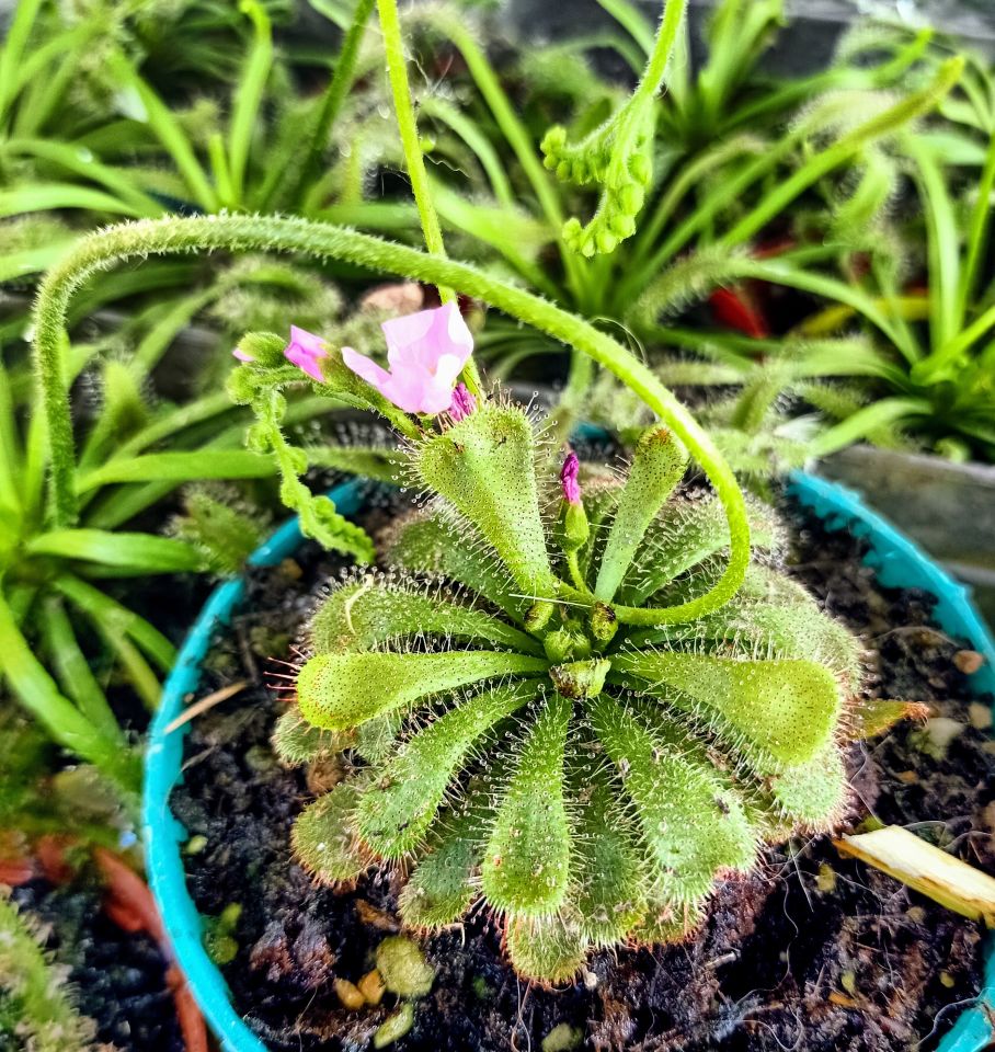 Drosera aliciae