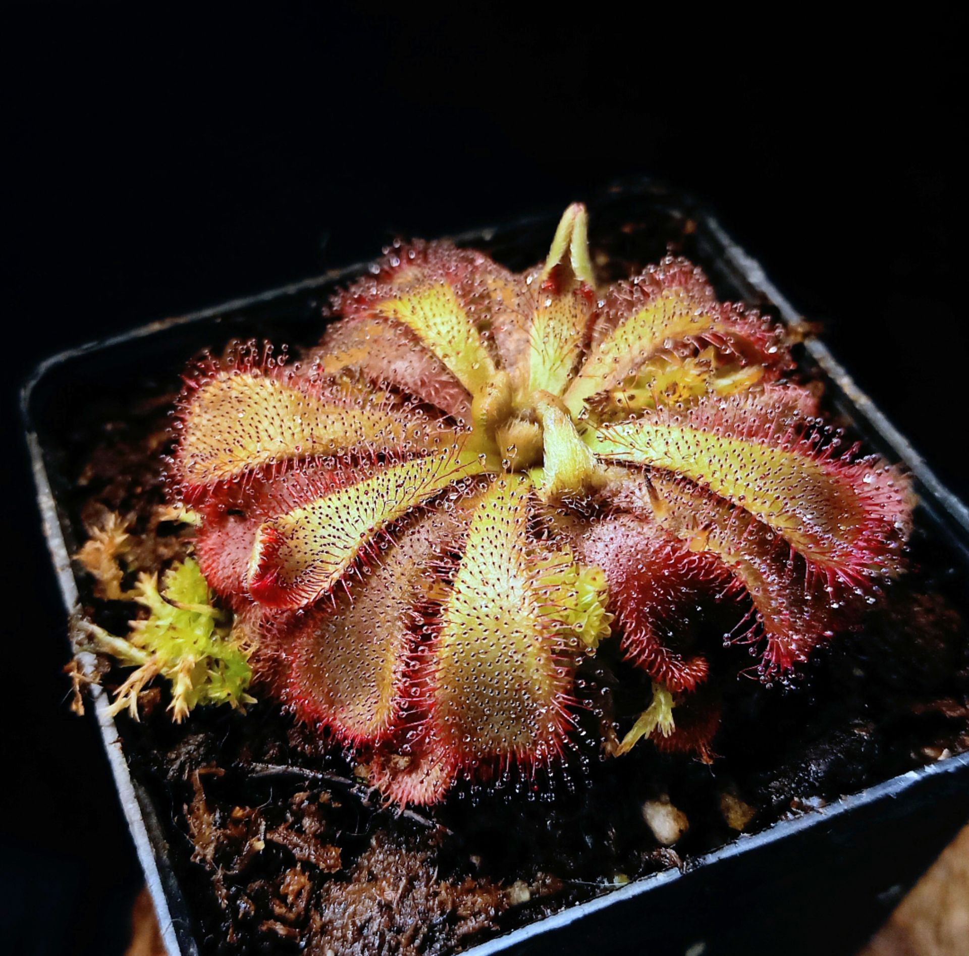 Drosera aliciae