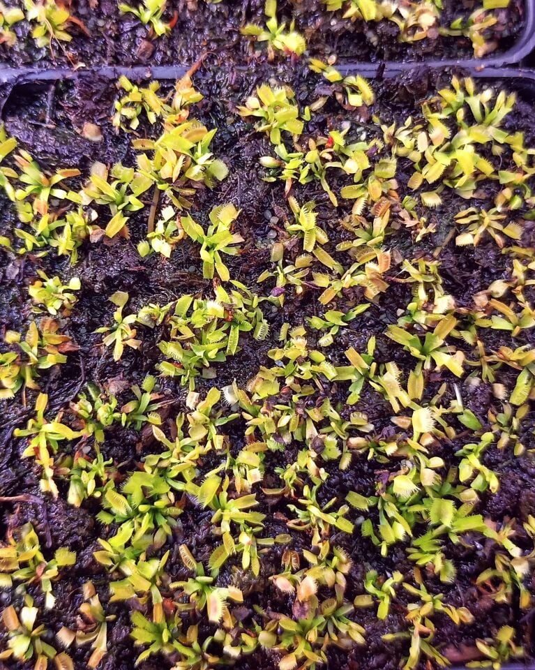 Dionaea Muscipula Tohum Yetiştirme Kiti