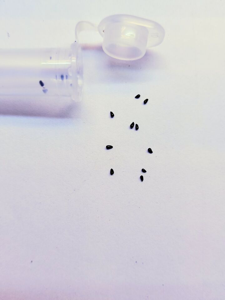 Dionaea Muscipula Tohum Yetiştirme Kiti