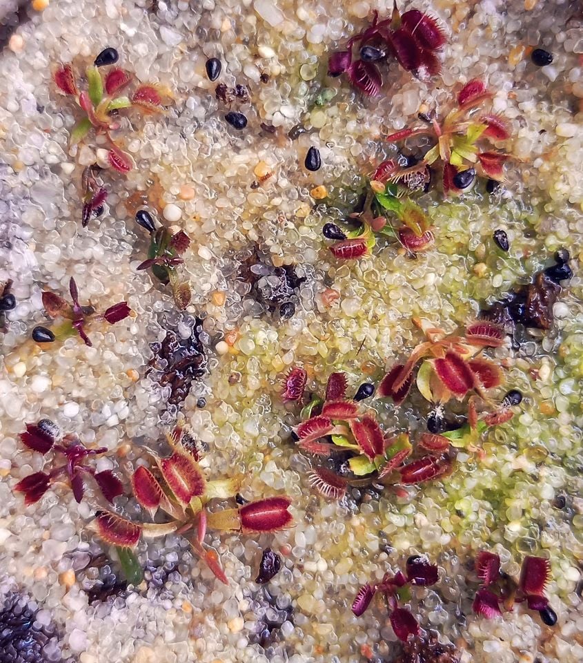 Kırmızı Dionaea Muscipula Tohum Yetiştirme Kiti