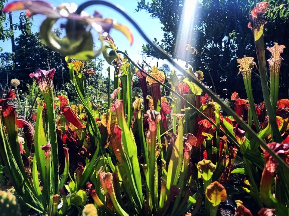 Sarracenia Tohum Yetiştirme Kiti Karışık Türler