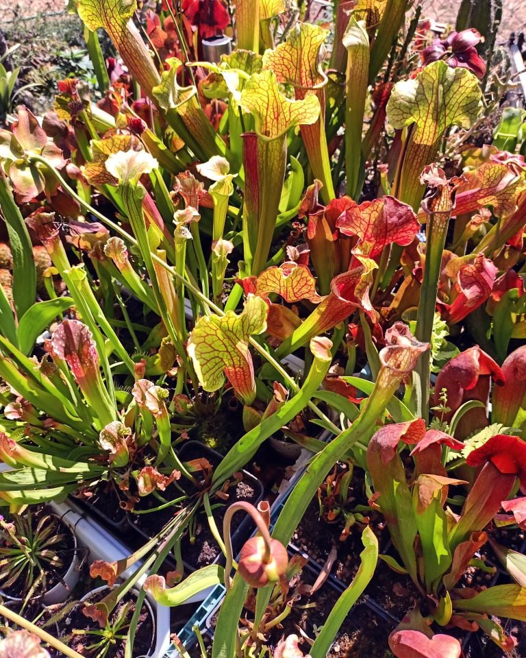 Sarracenia Tohum Yetiştirme Kiti Karışık Türler