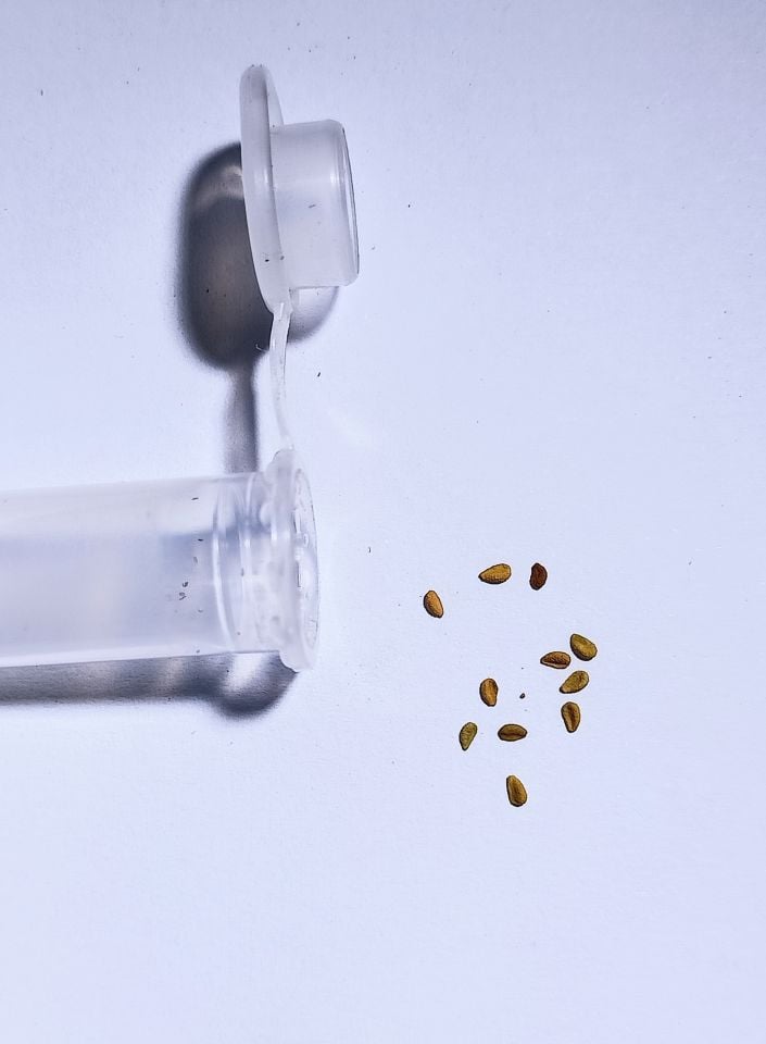 Sarracenia Tohum Yetiştirme Kiti Karışık Türler