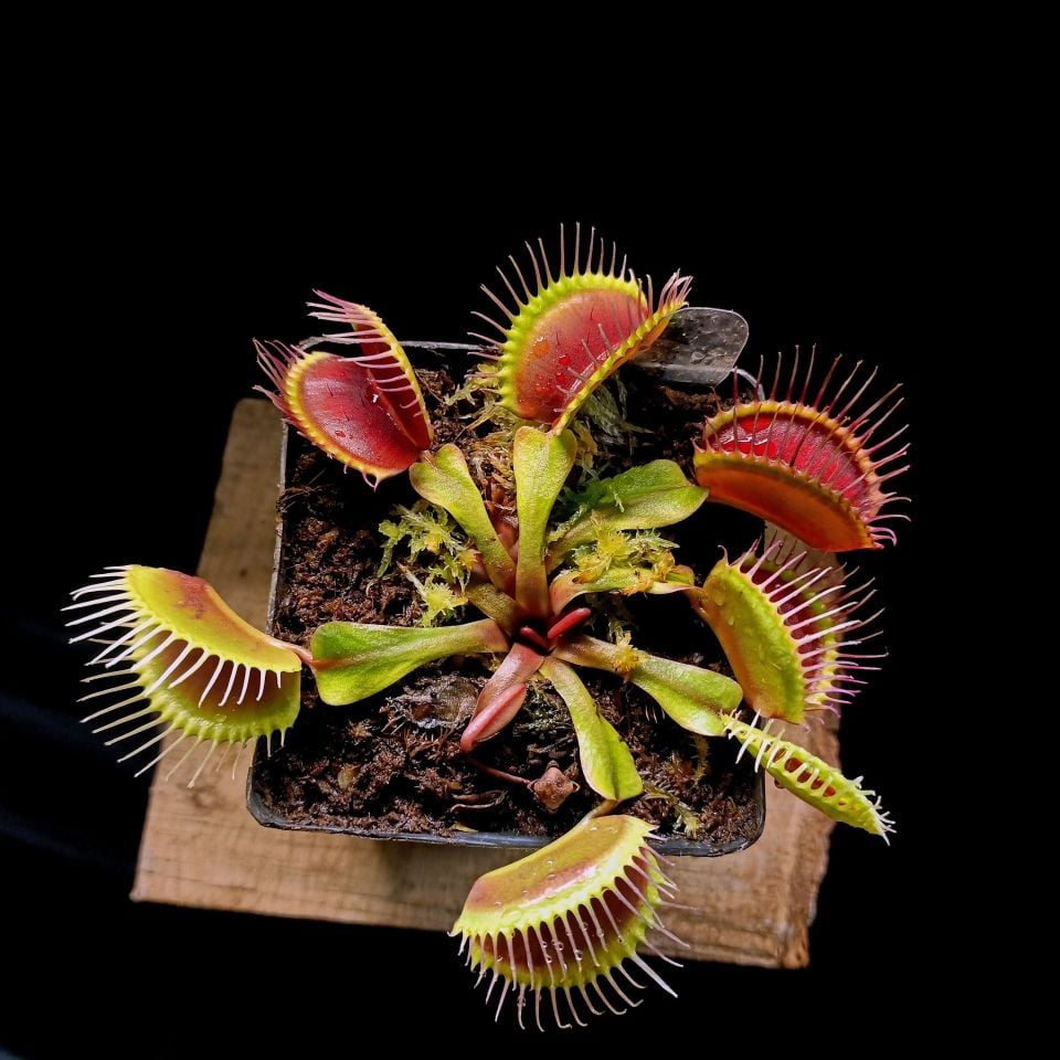 Büyük Kapanlı Dionaea Muscipula Venus Fly Trap (XL)