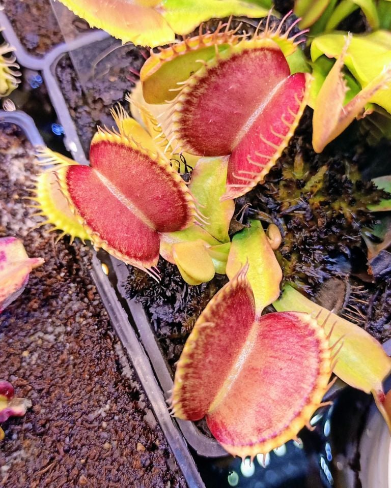 Büyük Kapanlı Dionaea Muscipula Venus Fly Trap (XL)