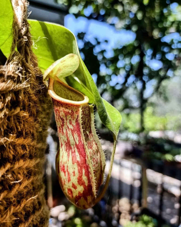 Nepenthes x Gaya