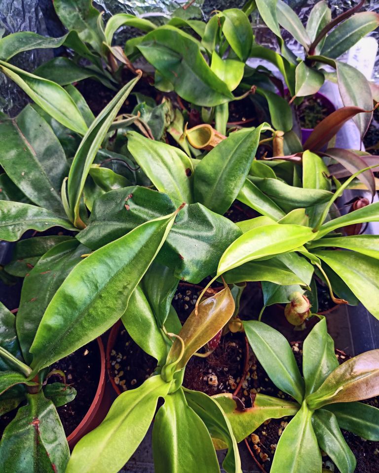Nepenthes x Gaya