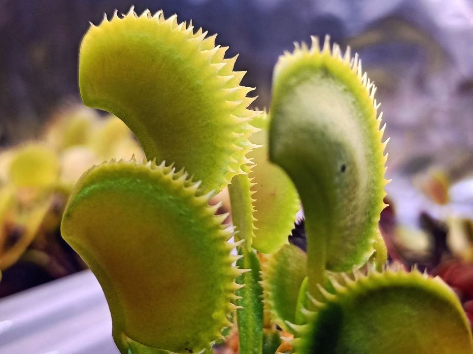 Dionaea muscipula ''Shark Teeth''
