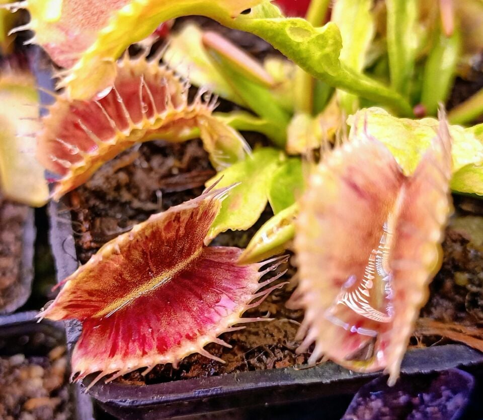 Dionaea muscipula ''harlequin''