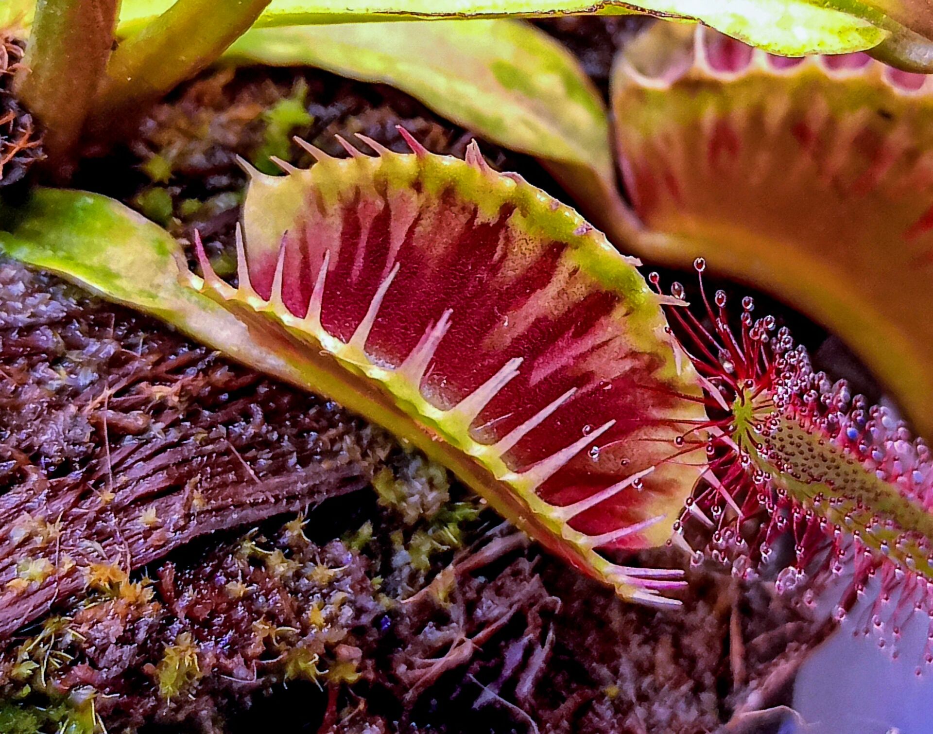 Dionaea muscipula ''harlequin''